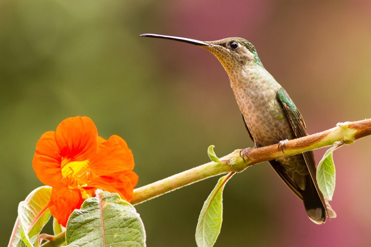 Kolibri in San Gerardo de Dota, Costa Rica